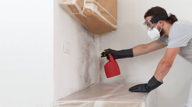Basement Mold Remediation treatment on basement walls in New Park